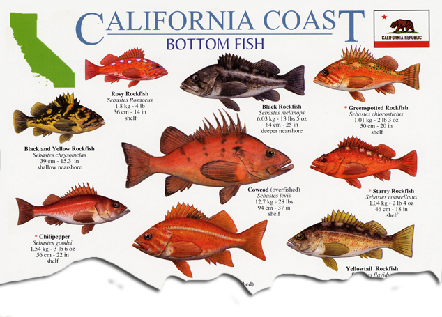 bjærgning strimmel hovedvej CALIFORNIA COAST BOTTOM FISH LAMINATED GUIDE